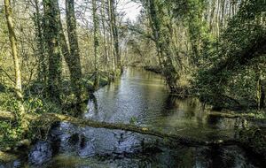 Organisée par Chantal (s) Planelles et Harré : Breuillet Village-Dourdan 18 km