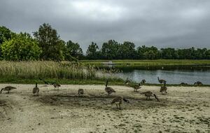 Organisée par Michel LESAGE : Dourdan 17 km