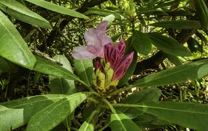 Organisée par Janine : De Vauboyen aux Arcades de Buc 15 Km.